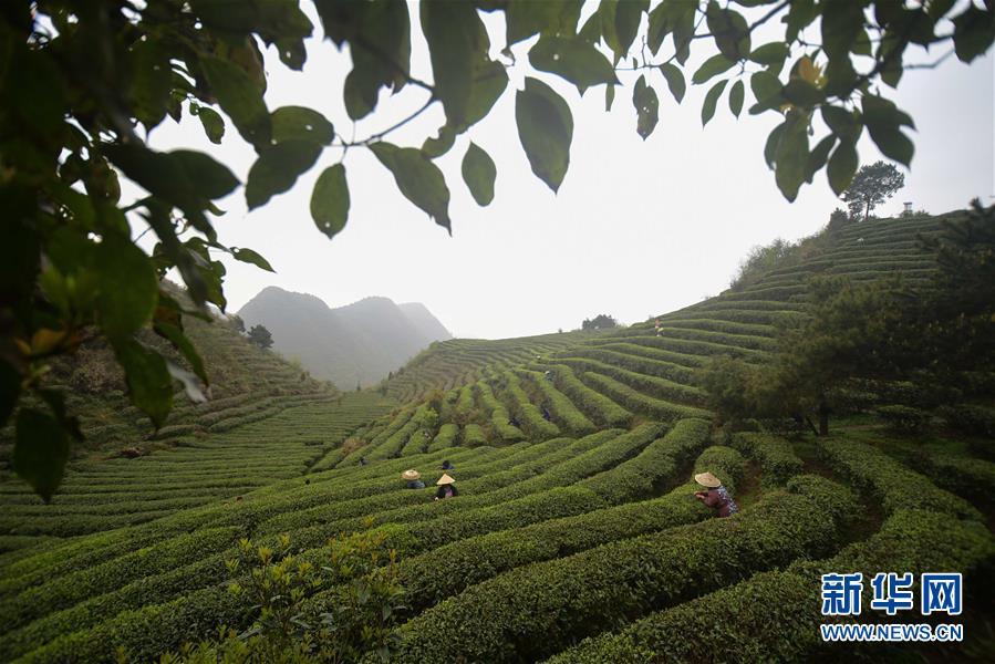 #（生态）（1）贵州进入春茶采摘季