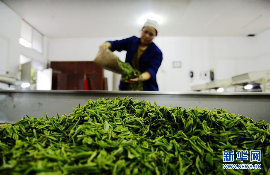 #（生态）（4）贵州进入春茶采摘季