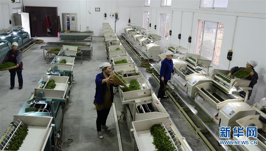 #（生态）（5）贵州进入春茶采摘季