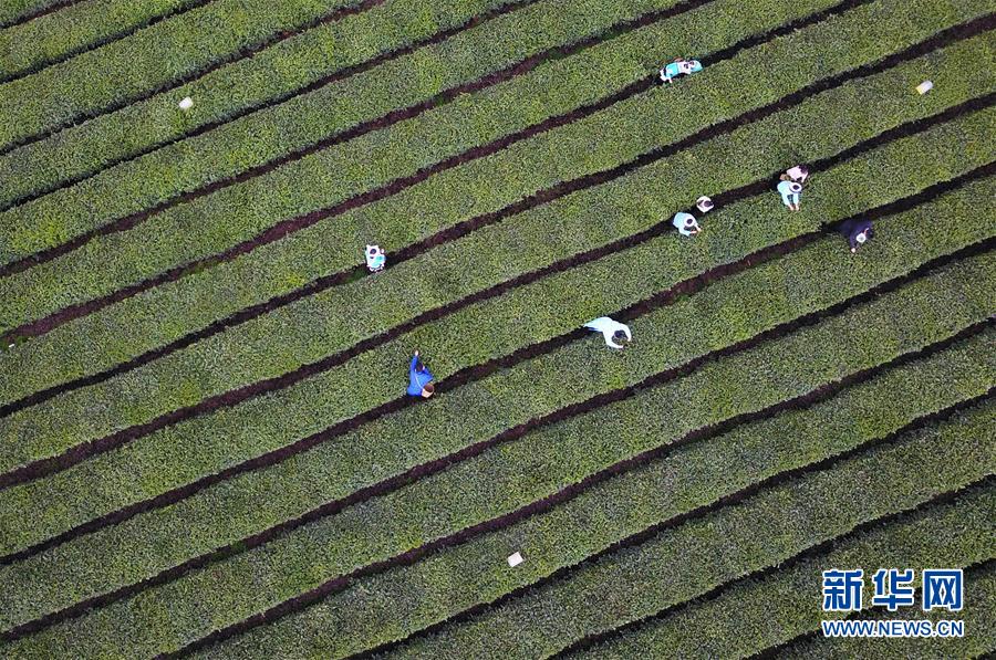 #（生态）（8）贵州进入春茶采摘季