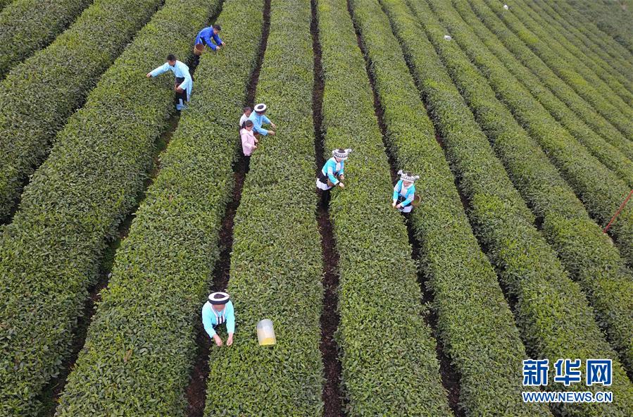 #（生态）（9）贵州进入春茶采摘季