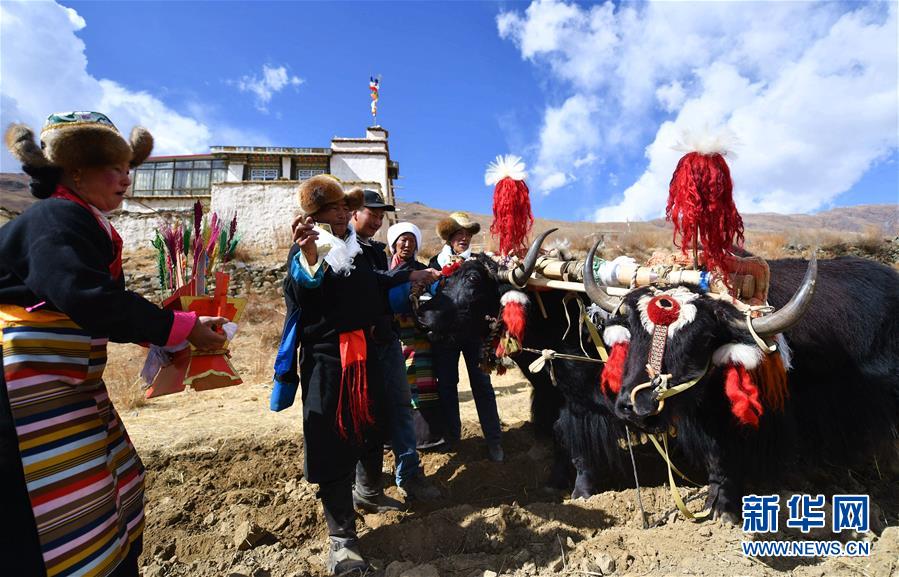 （社會）（3）西藏：春耕大典開啟新春第一犁