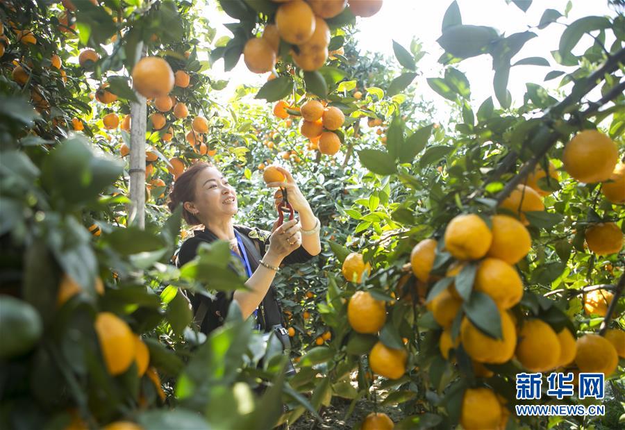 （經濟）（1）四川石棉：黃果柑迎來豐收季