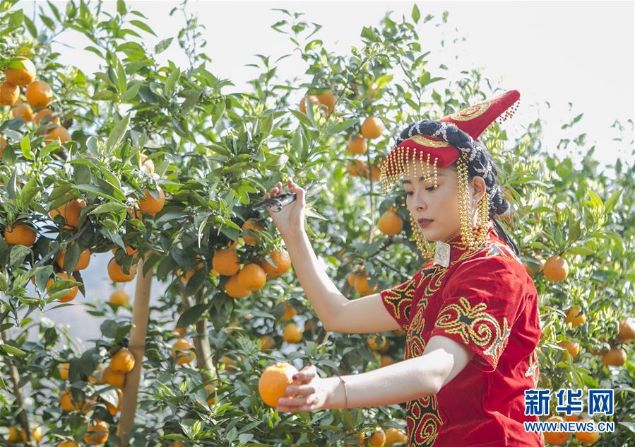 （经济）（2）四川石棉：黄果柑迎来丰收季