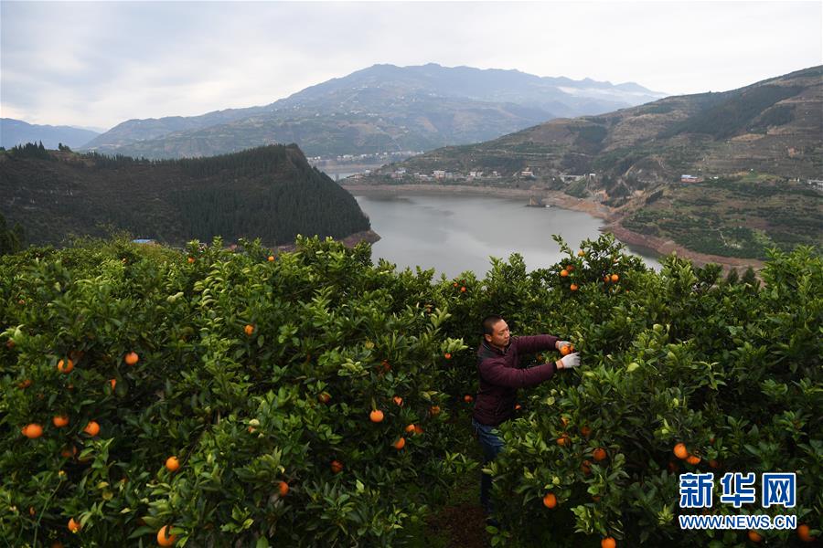 （XHDW）（1）奉节脐橙助力脱贫增收