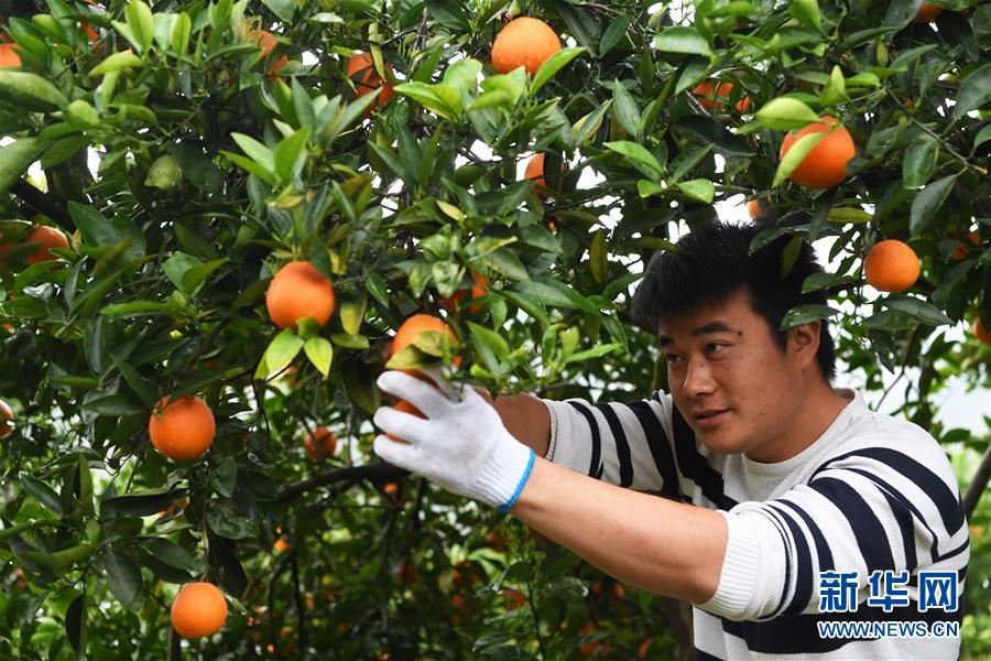 （XHDW）（2）奉节脐橙助力脱贫增收