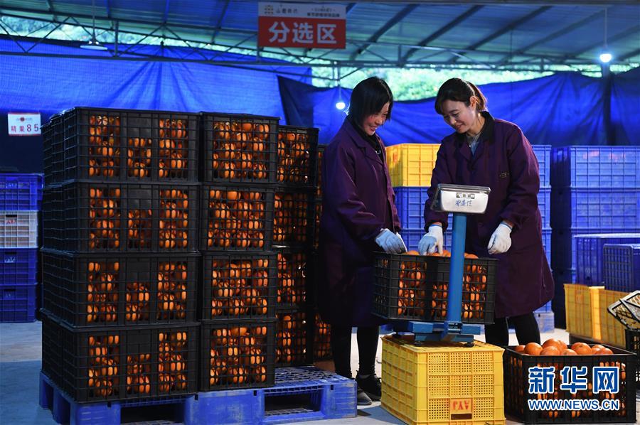 （XHDW）（3）奉节脐橙助力脱贫增收