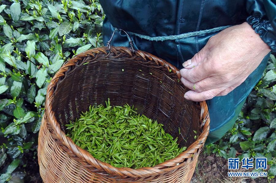 #（社会）（2）杭州西湖龙井春茶开采