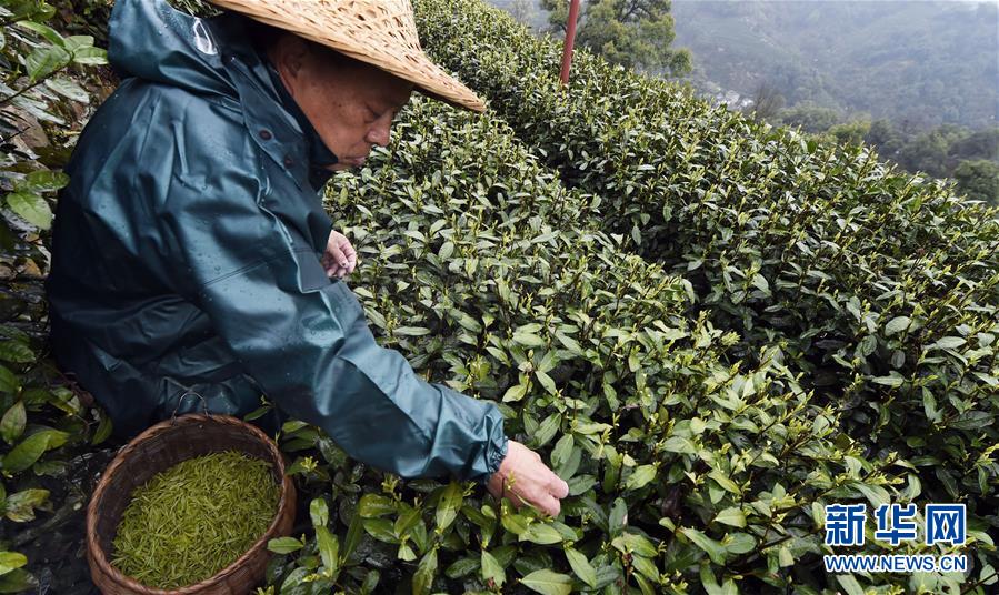 #（社会）（3）杭州西湖龙井春茶开采