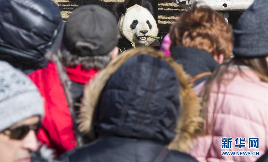 （國際）（1）多倫多動物園舉行“向大熊貓道別”活動