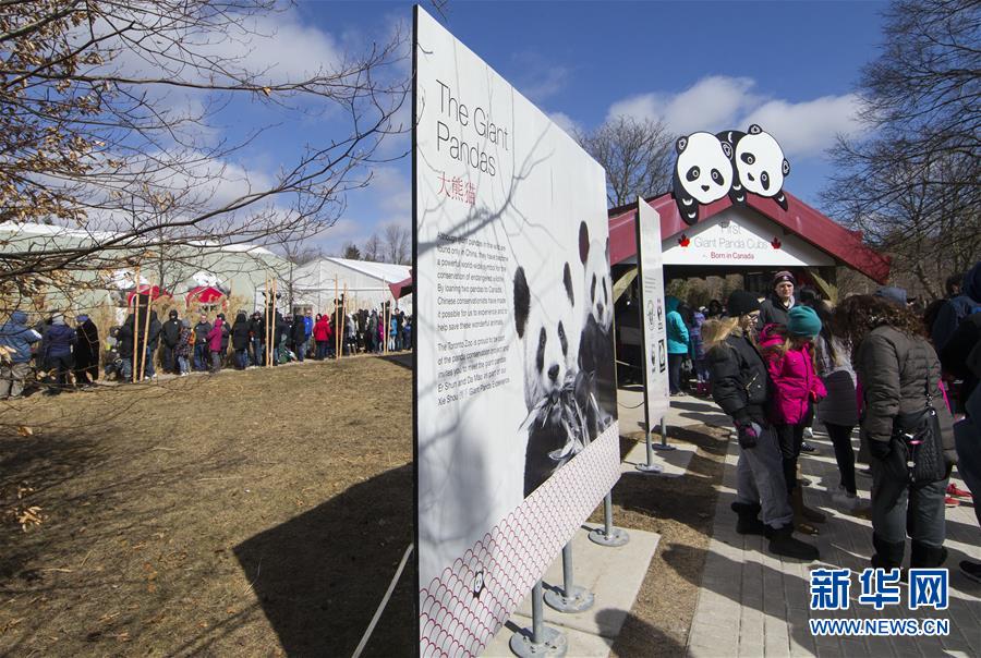 （國際）（2）多倫多動物園舉行“向大熊貓道別”活動
