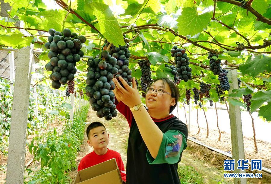 （社會）（1）河北盧龍：小葡萄大産業
