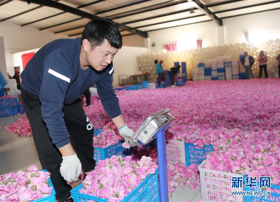 #（经济）（2）江苏海安：玫瑰花铺就农民致富“芬芳之路”