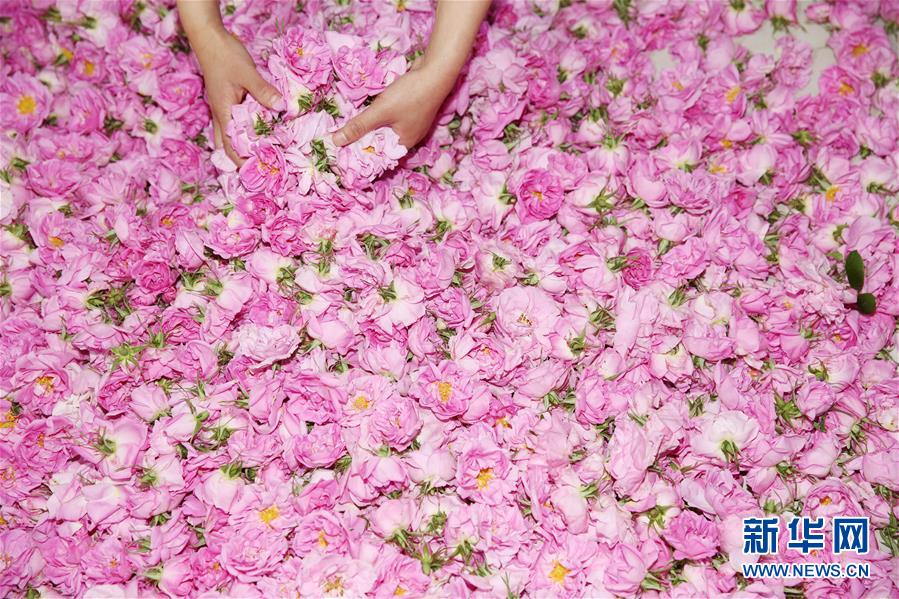 #（經濟）（3）江蘇海安：玫瑰花鋪就農民致富“芬芳之路”