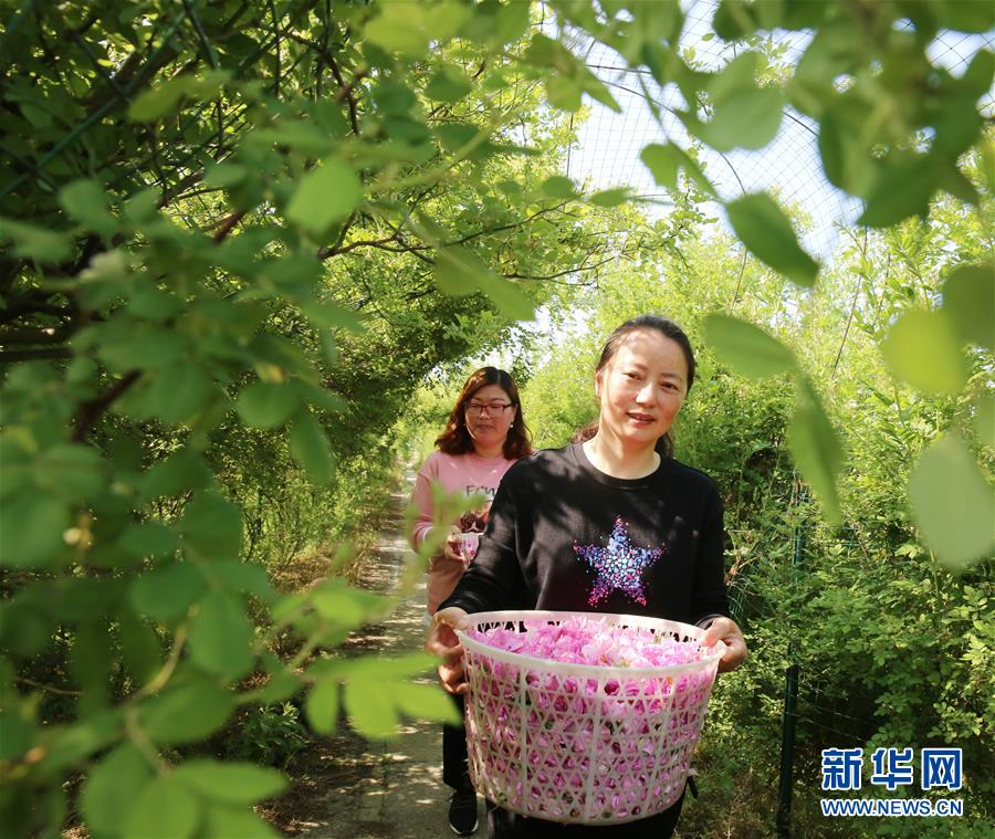 #（经济）（5）江苏海安：玫瑰花铺就农民致富“芬芳之路”