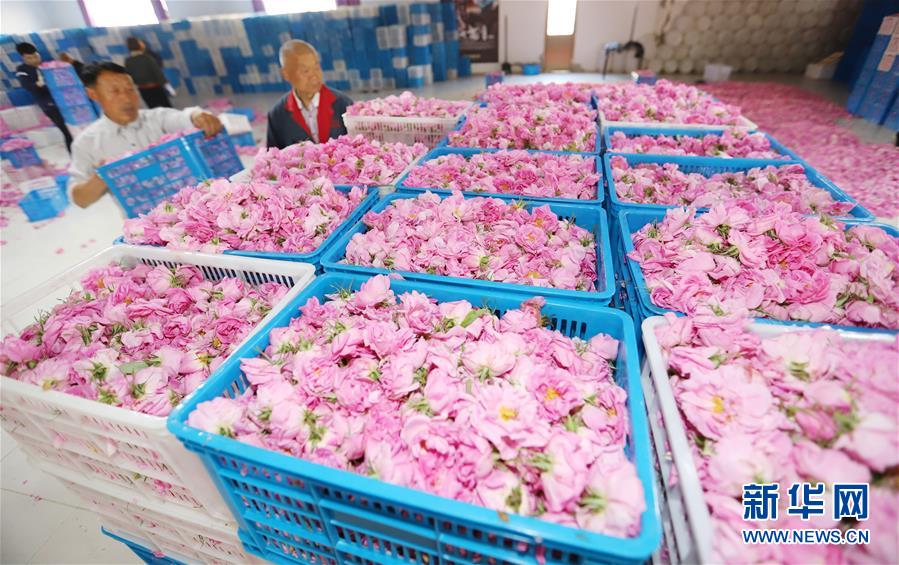 #（经济）（6）江苏海安：玫瑰花铺就农民致富“芬芳之路”
