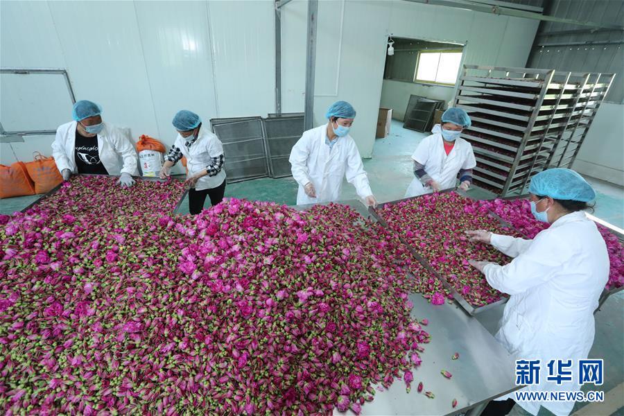 #（经济）（1）安徽蒙城：特色种植助力扶贫增收