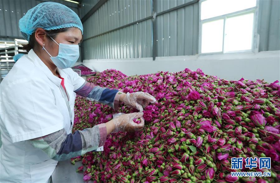 #（经济）（2）安徽蒙城：特色种植助力扶贫增收