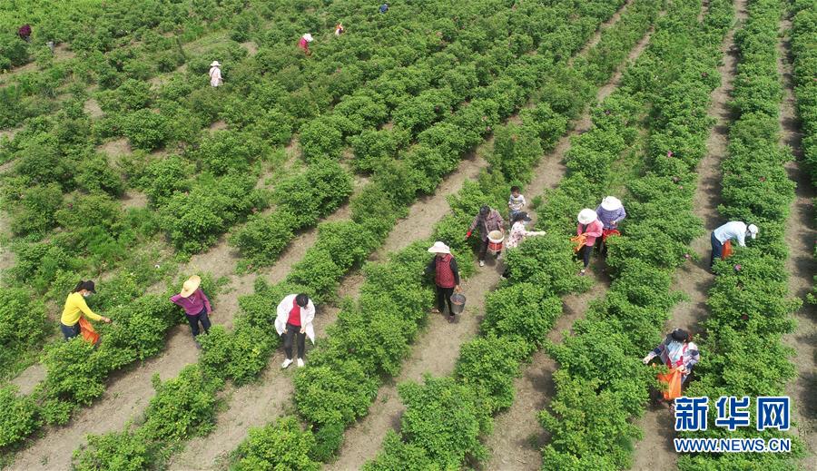 #（经济）（3）安徽蒙城：特色种植助力扶贫增收