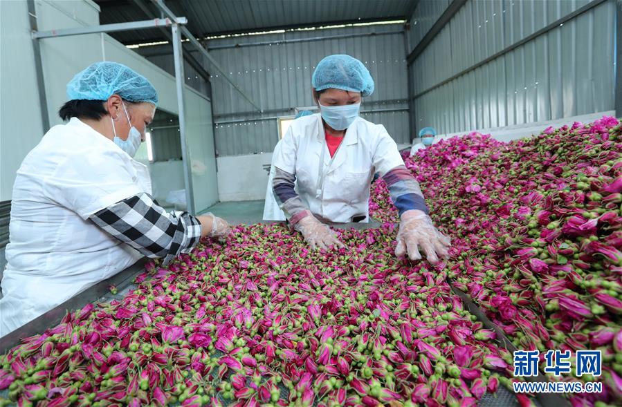 #（经济）（4）安徽蒙城：特色种植助力扶贫增收