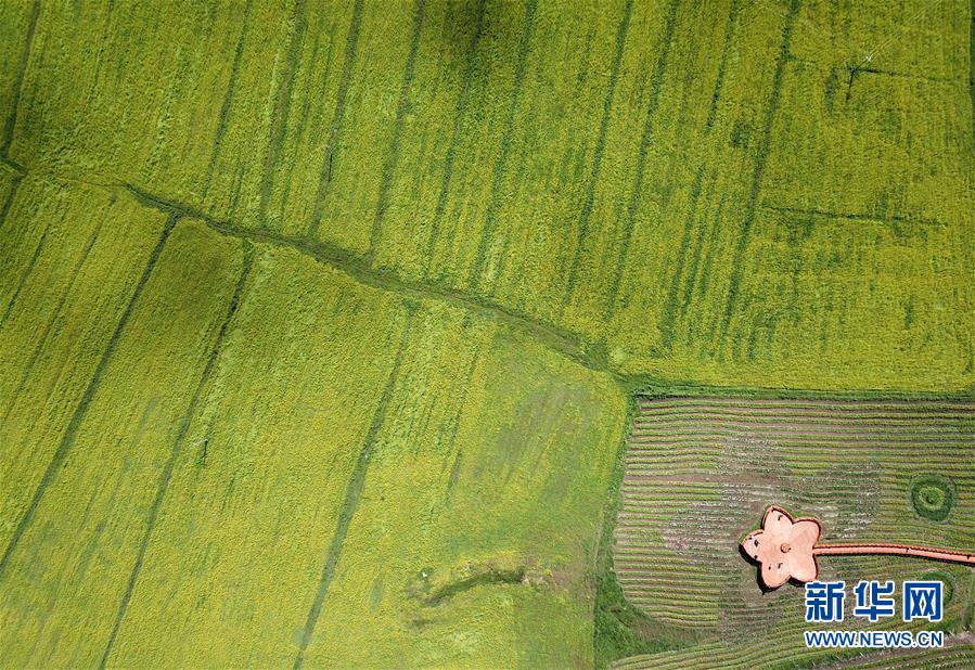 （生态）（2）高原菜花香