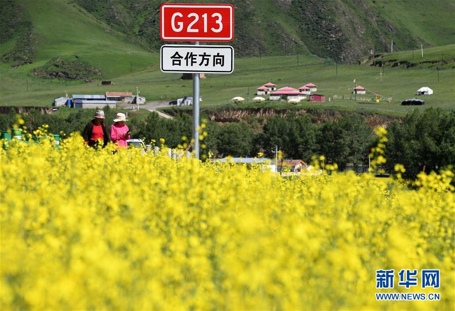 （生态）（4）高原菜花香