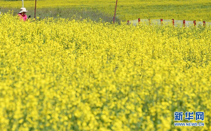 （生态）（5）高原菜花香
