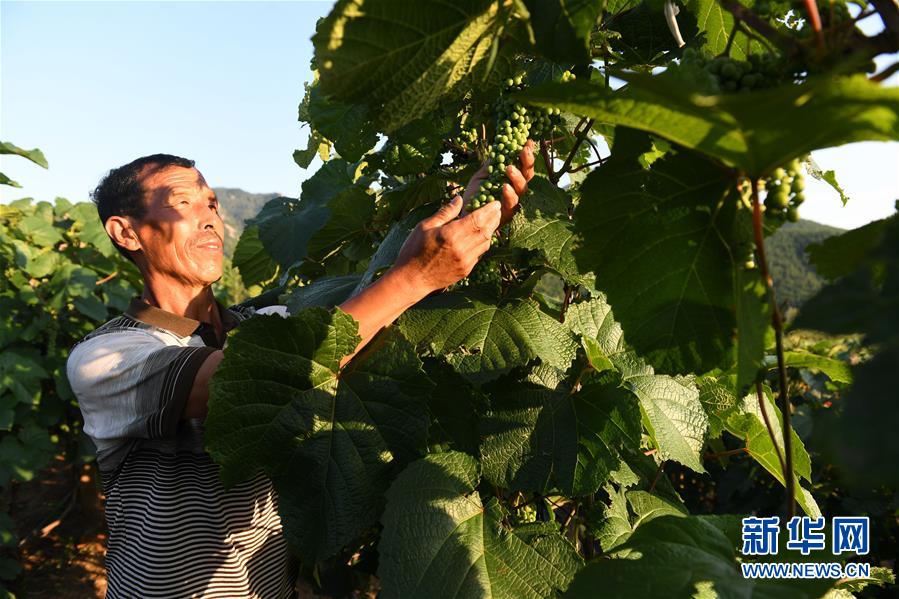（图文互动）（2）内蒙古马鞍山村：生态兴农为乡村振兴注入新动力
