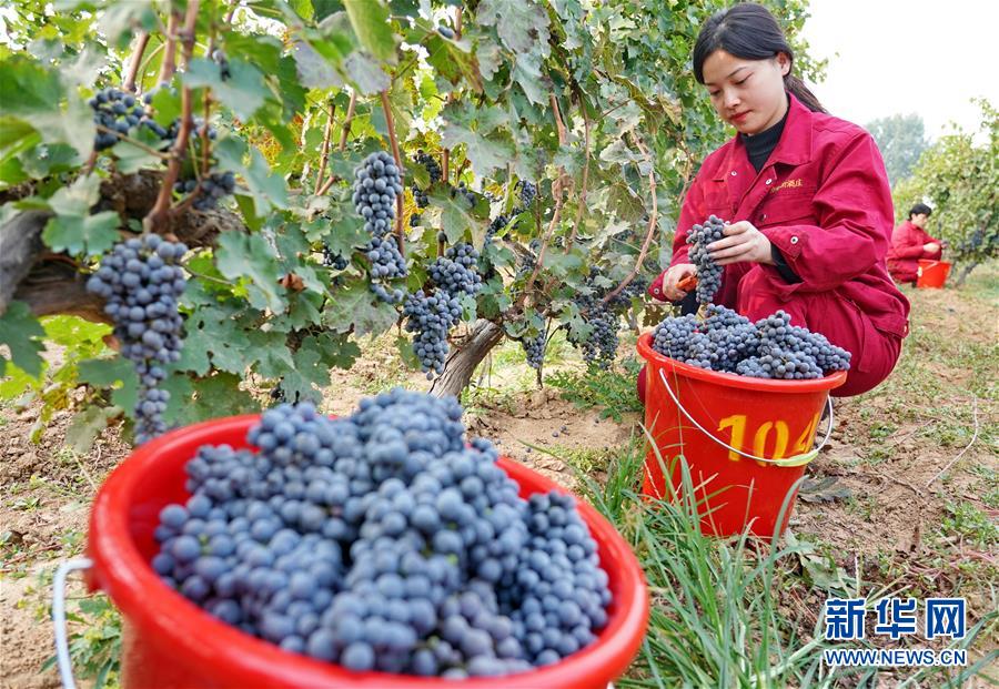（经济）（2）河北昌黎：收获酿酒葡萄