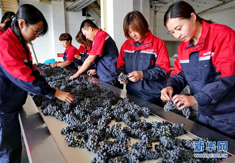 （经济）（3）河北昌黎：收获酿酒葡萄