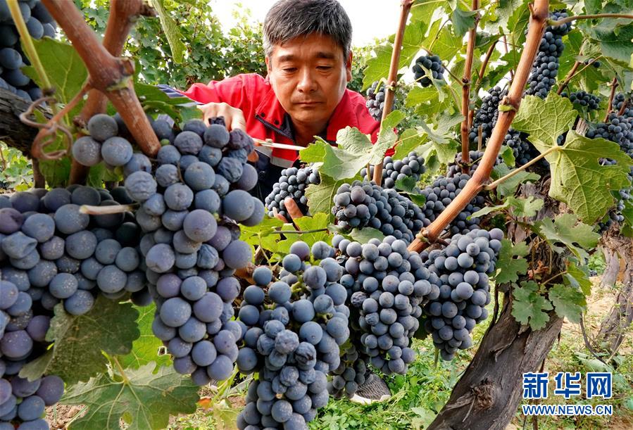 （经济）（4）河北昌黎：收获酿酒葡萄