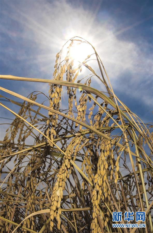 （经济）（11）吉林延边：金秋十月 稻谷飘香