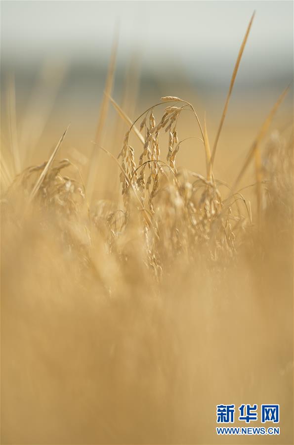 （经济）（12）吉林延边：金秋十月 稻谷飘香