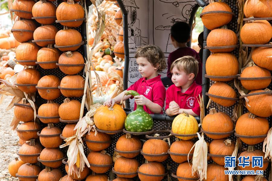 （国际）（5）9万南瓜堆成美国&ldquo;南瓜小镇&rdquo;