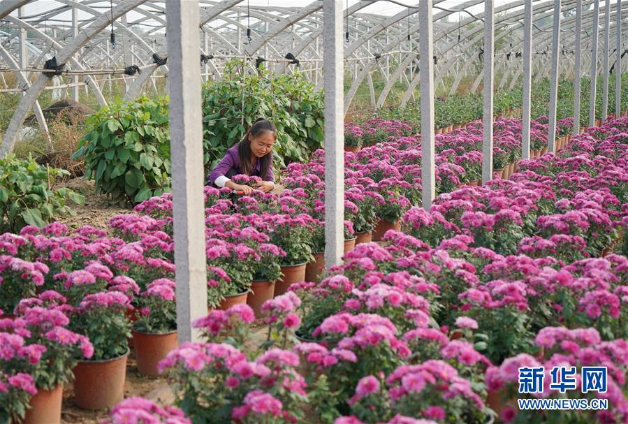 （经济）（1）河北巨鹿：菊花香漫扶贫路