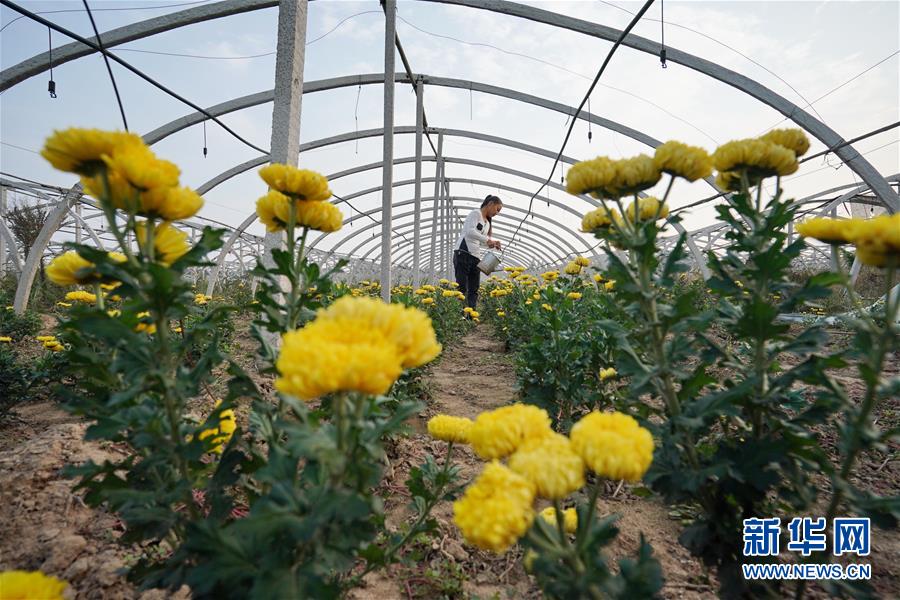 （经济）（2）河北巨鹿：菊花香漫扶贫路