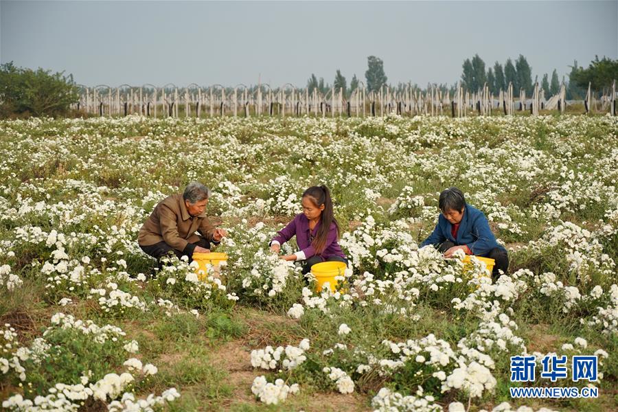 （经济）（4）河北巨鹿：菊花香漫扶贫路