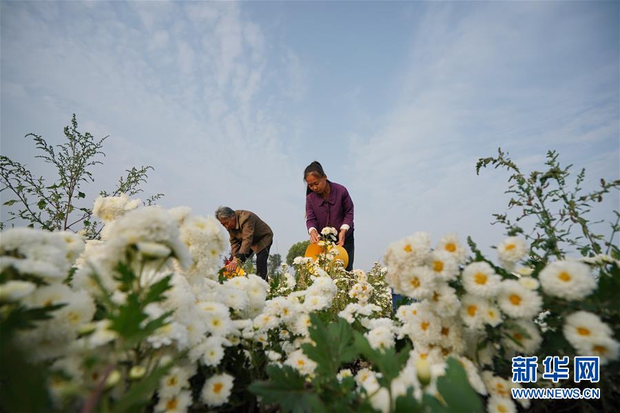 （经济）（5）河北巨鹿：菊花香漫扶贫路