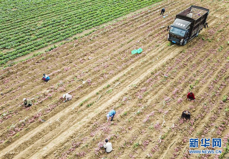 （经济）（2）河北大城：土地里刨出致富“红宝石”