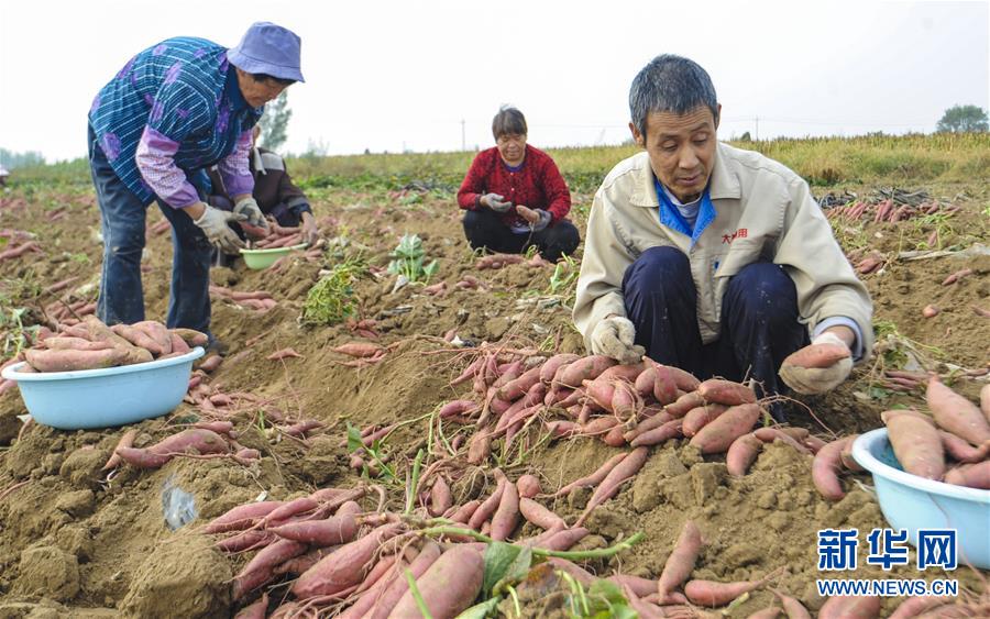 （经济）（4）河北大城：土地里刨出致富“红宝石”