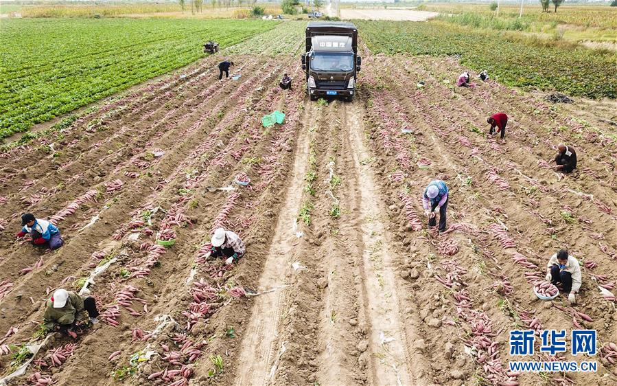 （经济）（5）河北大城：土地里刨出致富“红宝石”