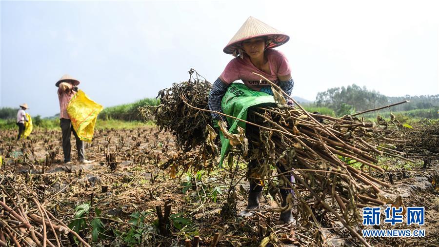 (经济)(1)五指毛桃成脱贫“新宠”