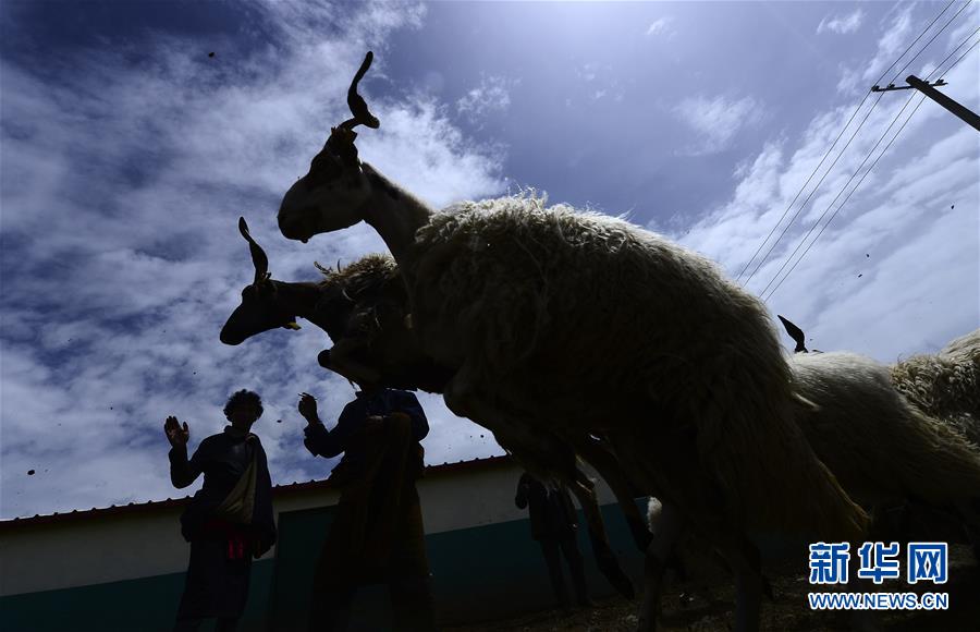 （新华全媒头条·决战决胜脱贫攻坚·图文互动）（5）在青山绿水间跨越千年——青海探索生态脱贫之路报告