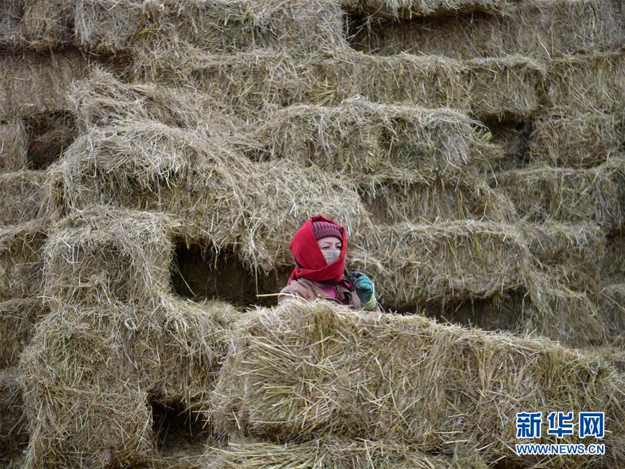 （新华全媒头条·决战决胜脱贫攻坚·图文互动）（10）在青山绿水间跨越千年——青海探索生态脱贫之路报告