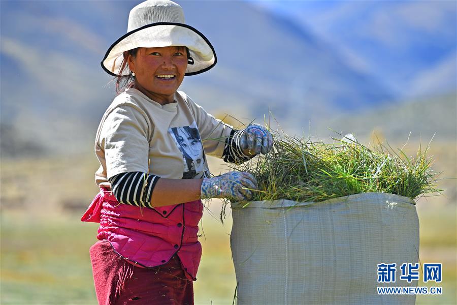 （社会）（7）西藏：牧草丰收储“冬粮”