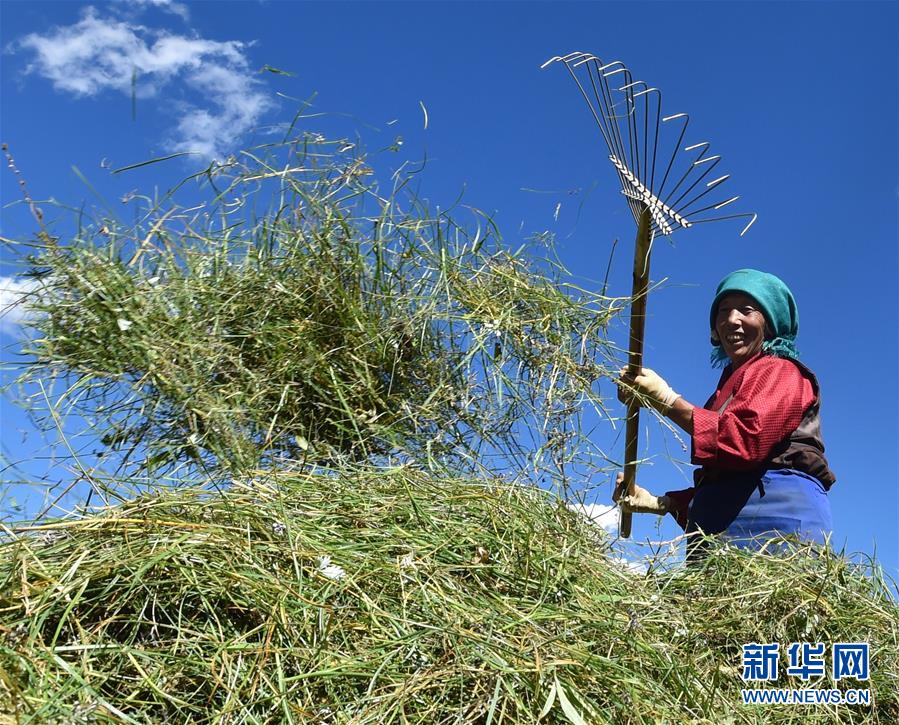 （社会）（9）西藏：牧草丰收储“冬粮”