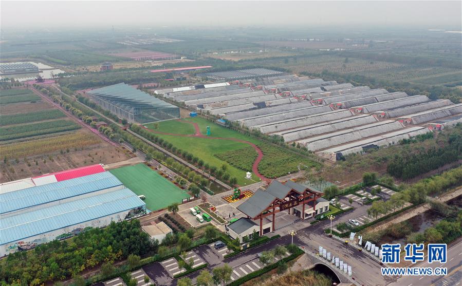 （社会）（1）山东无棣：高效农业展风采