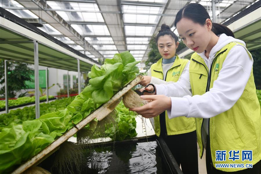 （社会）（3）山东无棣：高效农业展风采