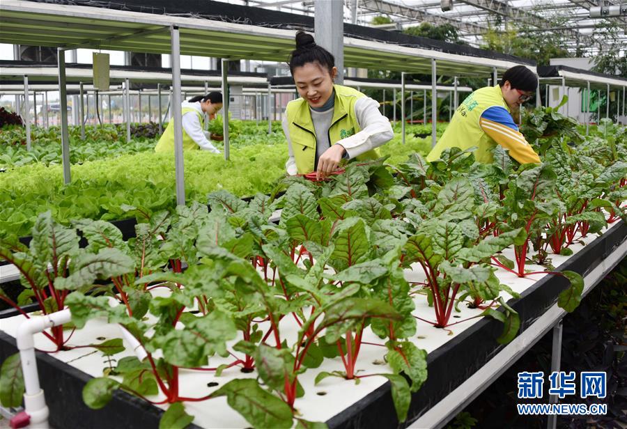 （社会）（4）山东无棣：高效农业展风采