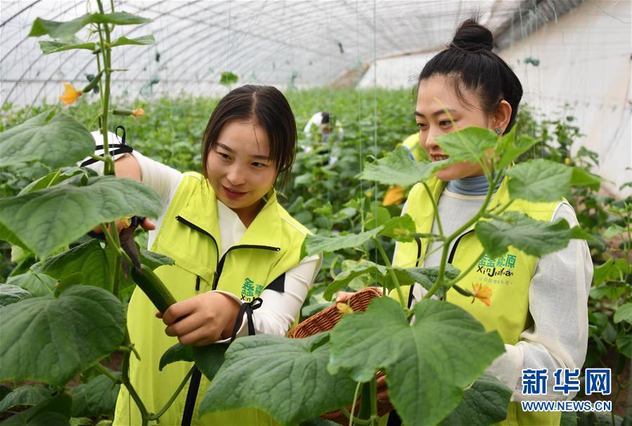 （社会）（5）山东无棣：高效农业展风采